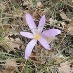 Colchicum lusitanum फूल