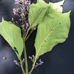 Cornutia pyramidata その他の提案