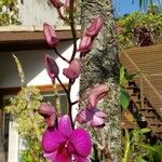 Dendrobium bigibbum Fleur
