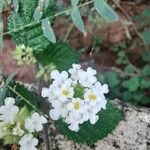 Lantana achyranthifolia Floare