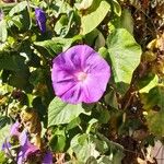 Ipomoea purpurea 花