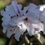 Rhododendron uvariifolium Flor