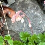 Heuchera abramsii 花