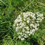 Galium rubioides Кветка