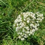 Galium rubioides Floare