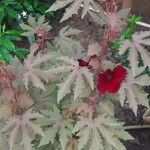 Hibiscus acetosella Λουλούδι