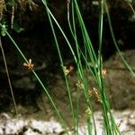 Juncus filiformis 整株植物