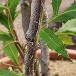 Lomatia ilicifolia 樹皮