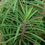 Liatris spicata Leaf