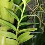 Angraecum ramosum List