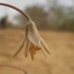 Drimia indica Flower