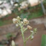 Polystachya odorata Flower