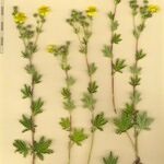 Potentilla intermedia Övriga