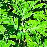 Dicentra canadensis Blatt