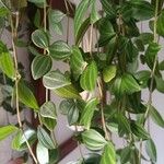 Peperomia quadrangularis Leht