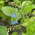 Brunnera orientalis Цветок