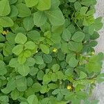 Medicago polymorpha Blad