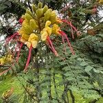 Erythrostemon gilliesii फूल