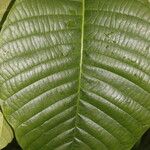 Couma macrocarpa Leaf