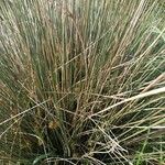 Juncus acutusLeaf