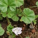 Malva neglectaFuelha