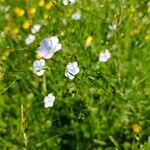 Linum usitatissimumFlower