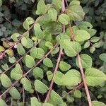 Symphoricarpos orbiculatus Folha