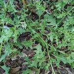 Solanum triflorum Blad