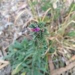 Echium tuberculatum Flor