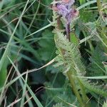 Pedicularis rostratospicata 葉