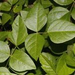 Vigna luteola Folio