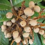 Tina apiculata Fruto