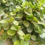 peperomia?Ліст