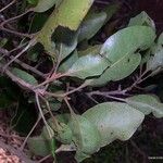 Sleumerodendron austrocaledonicum 花