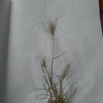 Taeniatherum caput-medusae Mbuma