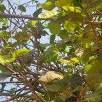 Ficus umbellata Hostoa