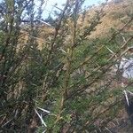 Acacia etbaica পাতা