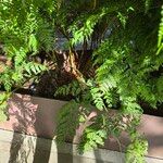 Culcita macrocarpa 葉