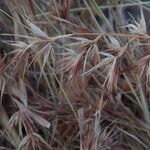 Themeda quadrivalvis Fruit