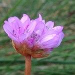 Armeria maritima Sonstige