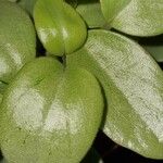 Peperomia serpens 葉