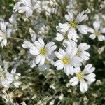 Cerastium tomentosum Flor