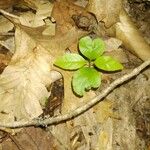 Gaultheria procumbens Liść