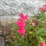 Antirrhinum australeFlower