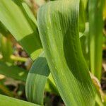 Allium giganteum Folha