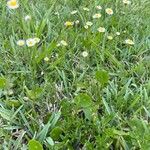 Erigeron quercifolius Kvet