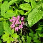 Allium unifolium Blüte