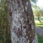 Sorbus domestica Escorça