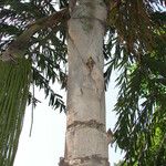 Caryota urens Bark