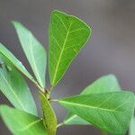 Ficus craterostoma Hoja